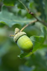 Obraz premium Eichel am Baum / acorn on a tree