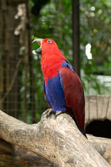 parrot