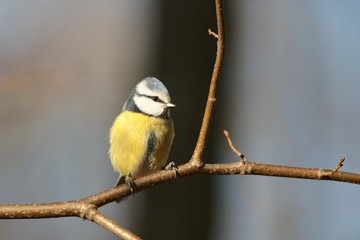 Blue tit - Parus caeruleus on a branch in the forest