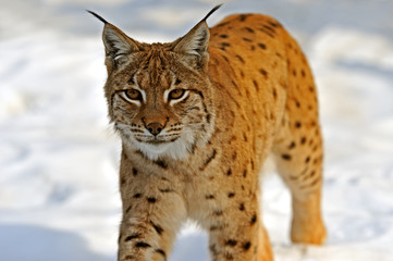 Lynx in their