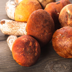 Orange-cap boletus