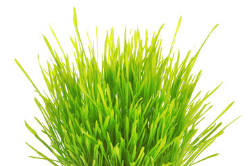 Grass