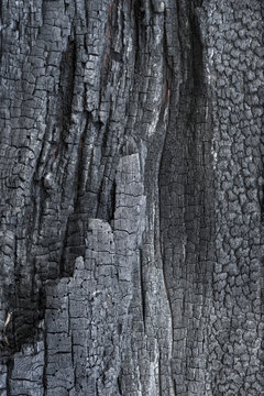 carbonized wood