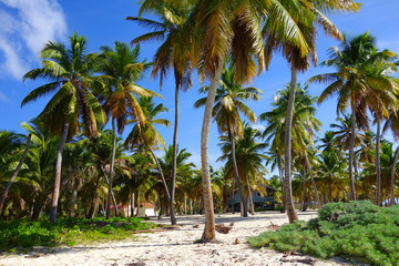 Obraz na płótnie Canvas Plaża Karaibów