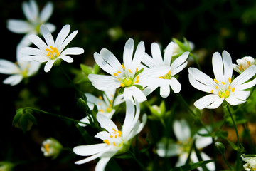White Daisy in spring forest
