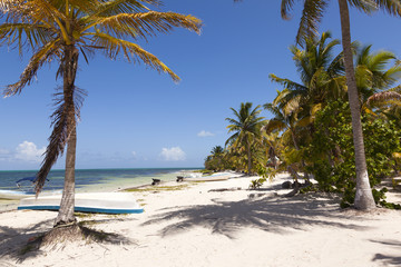 Idyllic beach with coconut trees at Mexico