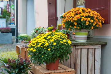 Beautiful chrysanthemums in pots, outdoors