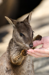 ロックワラビー