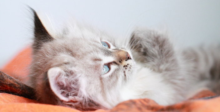 Neva Masquerade Kitten Of Siberian Breed