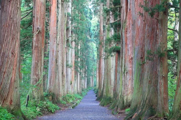Fotobehang Cedar Avenue van Togakushi, Nagano, Japan © norikazu