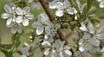 Cherry blossom.