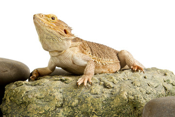 Bearded Dragon