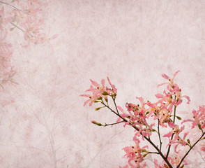 Obraz na płótnie Canvas Flowers of the Silk Floss Tree, Chorisia Speciosa,blossom on Old