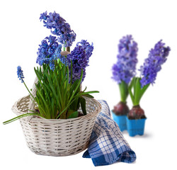 Hyacinths and muscari in a white basket