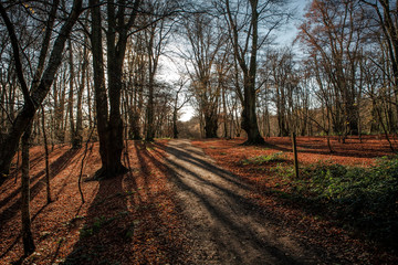 Naklejka premium forest