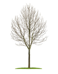 Fototapeta premium freigestellter Laubbaum im Winter