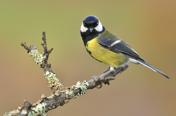 Pájaro