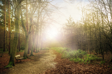 Fototapeta premium forest