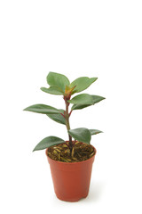 Fototapeta na wymiar House Plant potted plant
