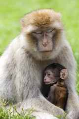 Barbary monkeys mother and yougster