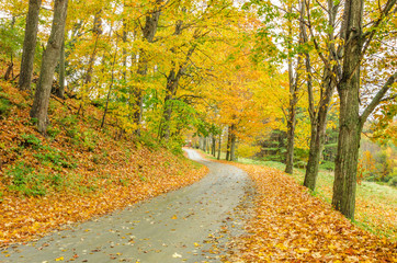 Country Road Lined with Colourful Trees in Autumn