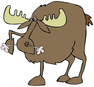 Snorting moose