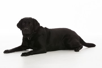 Labrador - dog