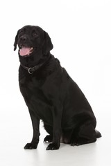 Labrador - dog