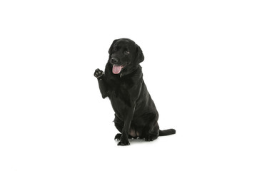 Labrador - dog