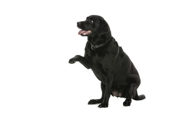 Labrador - dog