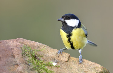 Obraz premium Naturaleza silvestre