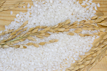 rice plants and white rice ready for cooking on wooden table