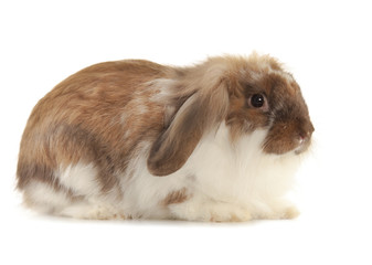 Rabbit Angora isolated on white background