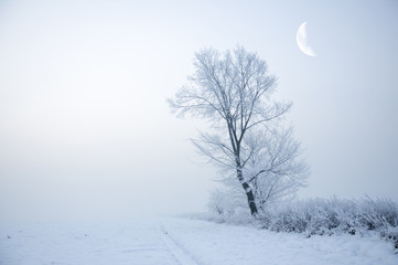 zima28 © vempireart