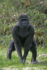 Western lowland gorilla, Gorilla gorilla