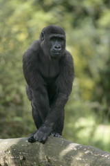 Western lowland gorilla, Gorilla gorilla