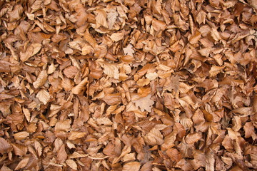 Herbstblätter braun Hintergrund