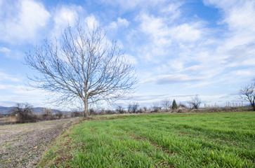 Single tree with no leaves on grass against blue sky