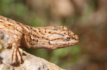 Portrait of a lizard