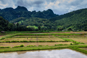 Fototapeta na wymiar Rice fields in northern Thailand