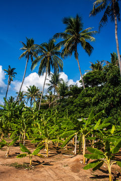 Banana plants and palms, Koh Phangan island, Thailand