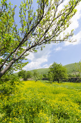 Fototapeta premium flowers and grass medow bloom background