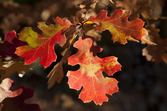 Detail of Fall Oak Leaves
