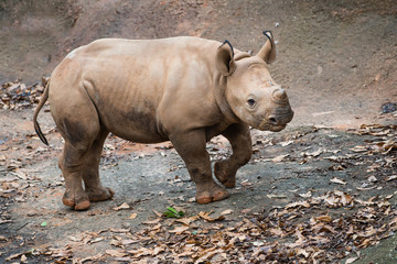 Fototapeta premium Young black rhino calf portrait