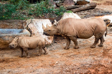 Fototapeta premium Black rhino mother and her calf