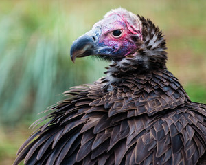 Portrait of lappet-faced vulture (Torgos tracheliotus)