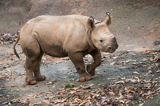 Young Black Rhino Calf Portrait