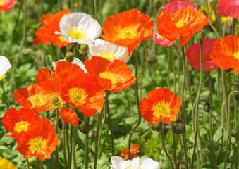 Obraz premium ポピー_橙