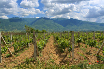 Fototapeta na wymiar vineyard in a mountain valley at the bright cloud sky