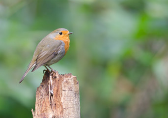 Robin